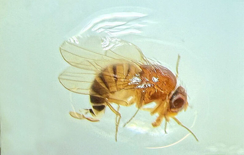 Spotted Wing Drosophila under a microscope