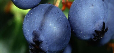 close up of blueberry