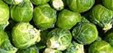 Freshly picked Brussels Sprouts
