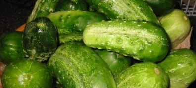 Freshly picked cucumbers