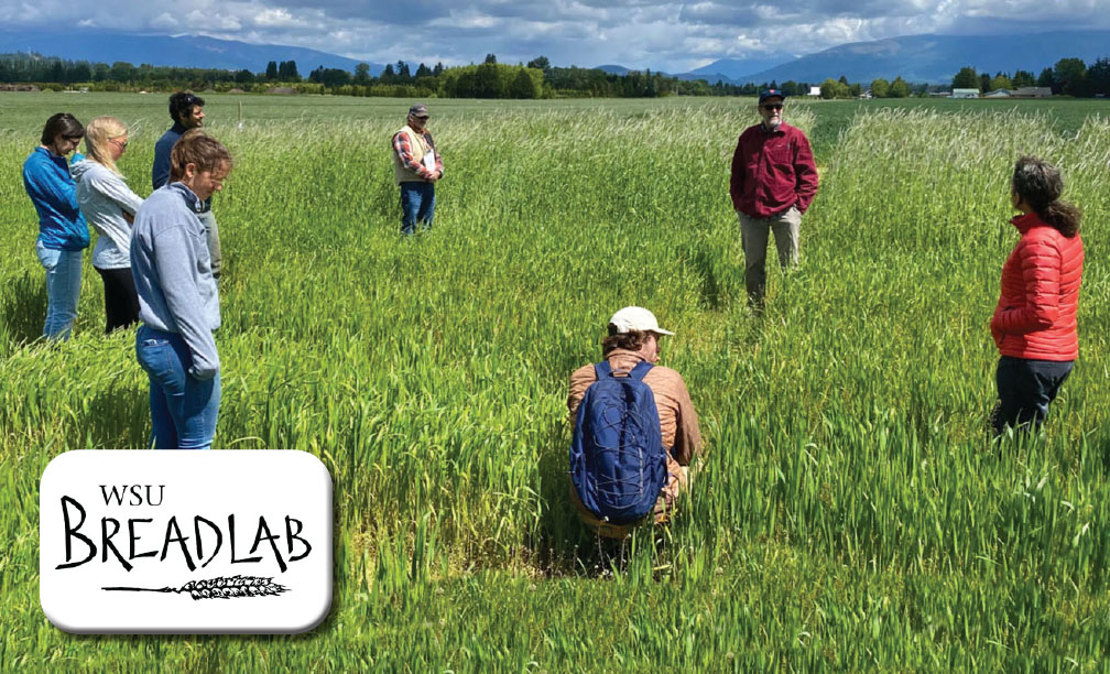 WSU Bread lab hosting a grain tour in Skagit valley