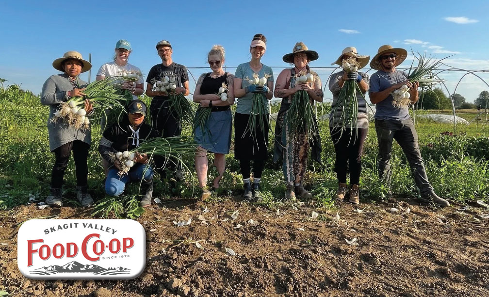 Skagit Valley Food Co-op group harvesting garlic in their field