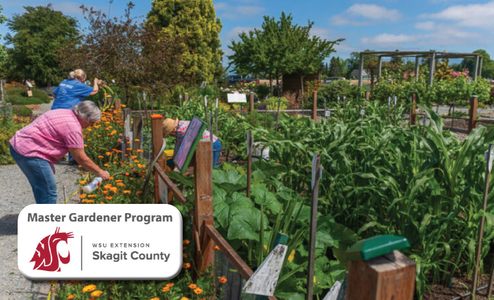 Volunteers tending the WSU Skagit Extension Master Gardeners Discovery Garden
