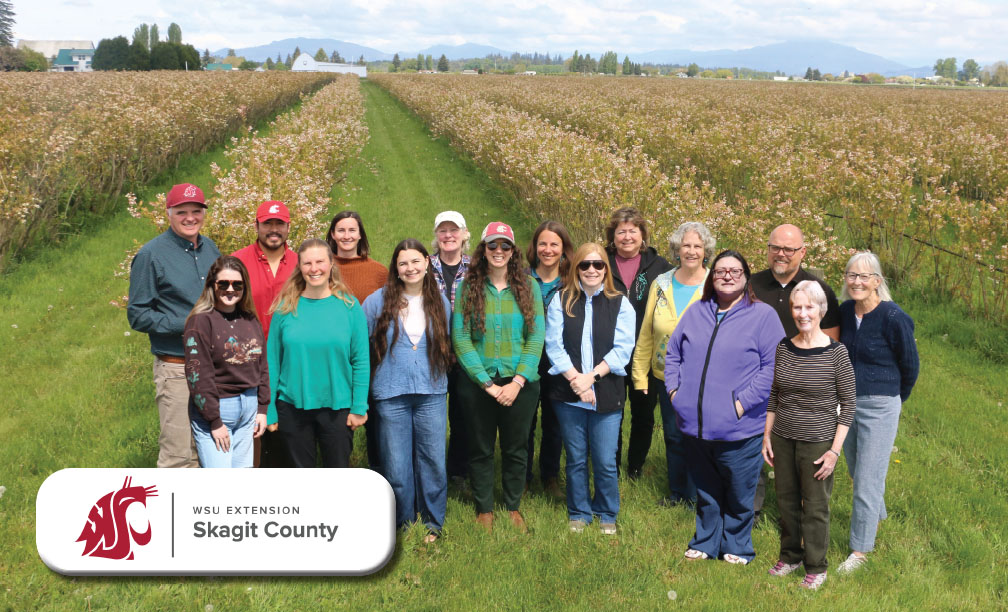 WSU Skagit Extension Staff members in a ripening blueberry field