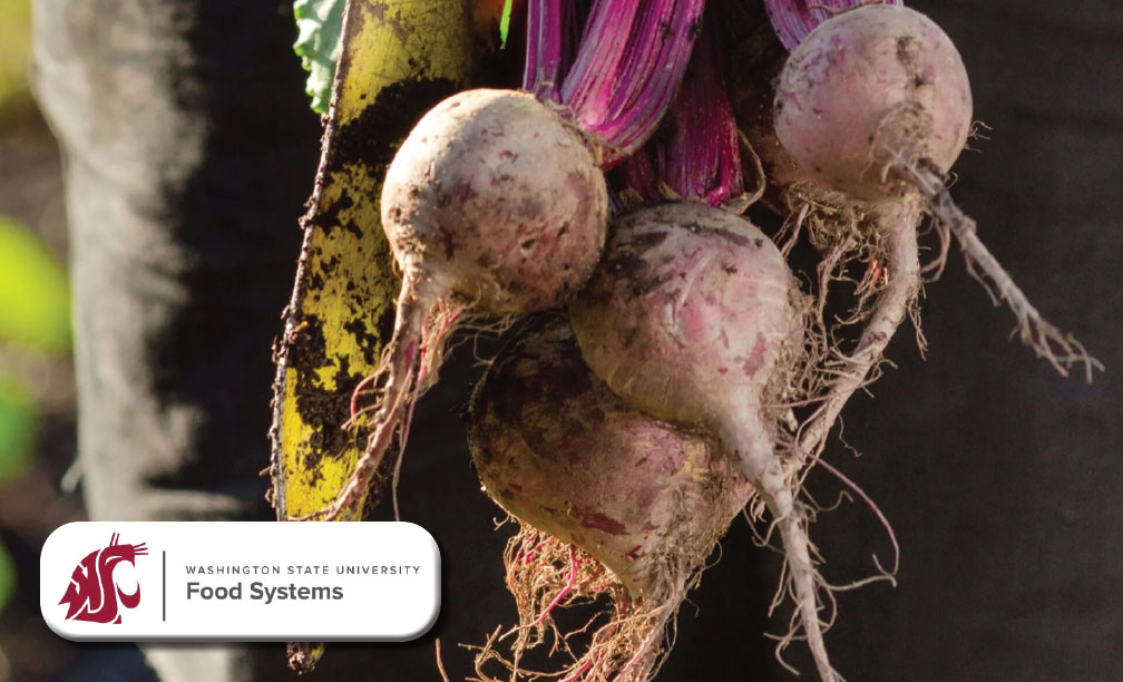 WSU Skagit Food Systems harvests large beets with trowel