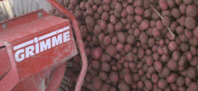 Potato bin filled with red potatoes