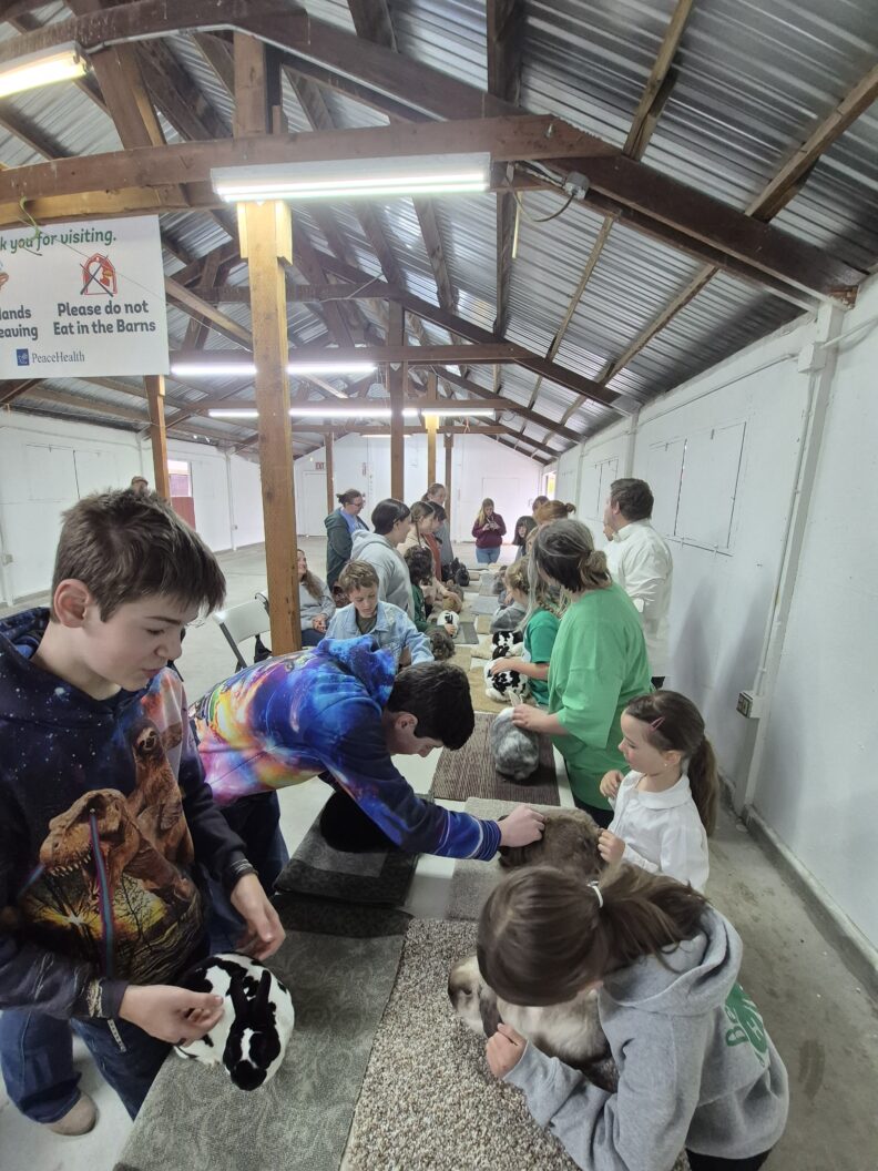 4-H Youth showing rabbits at the fair.