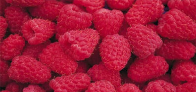 fresh picked raspberries