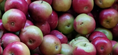 Freshly picked apples