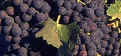 freshly picked wine grapes