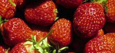 freshly picked strawberries