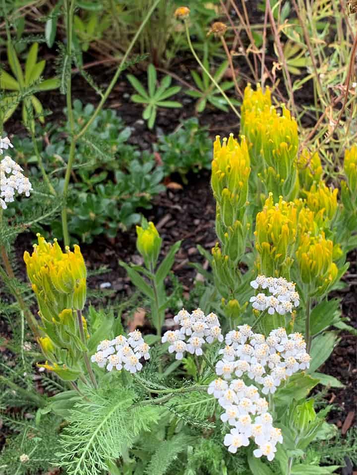 Golden Paintbrush 