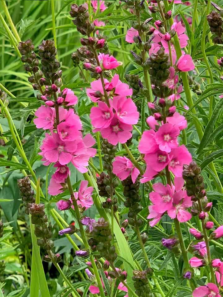 Henderson's Checkermallow