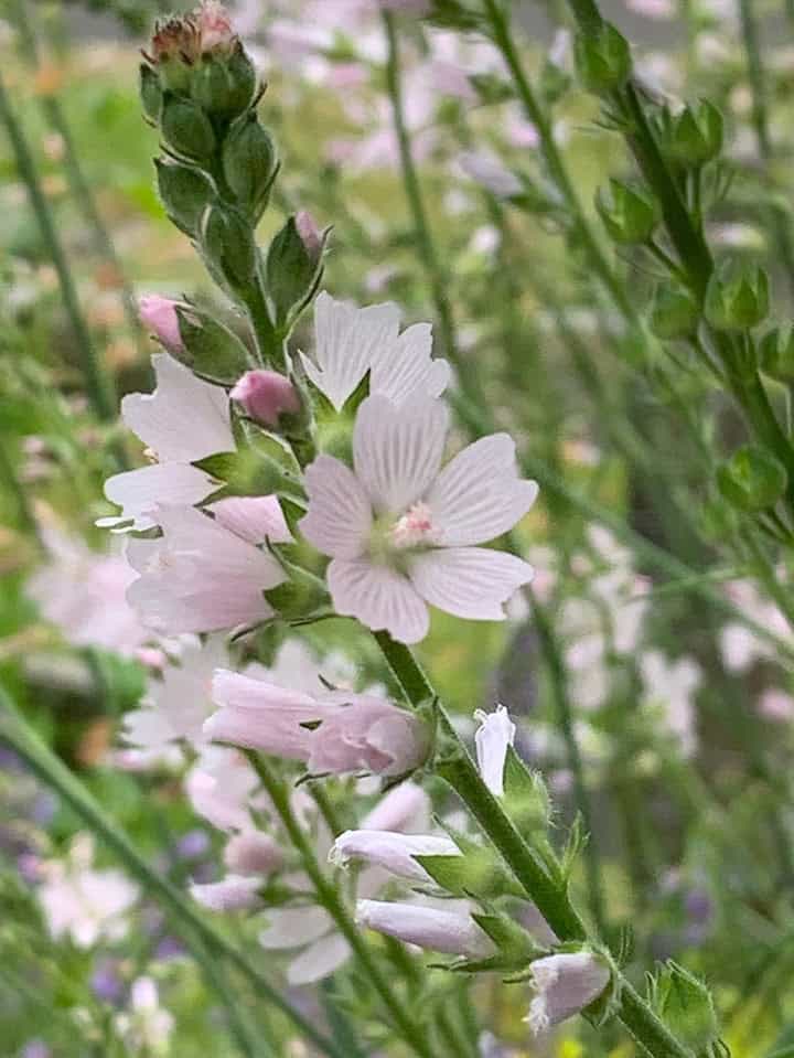 Meadow Checkermallow