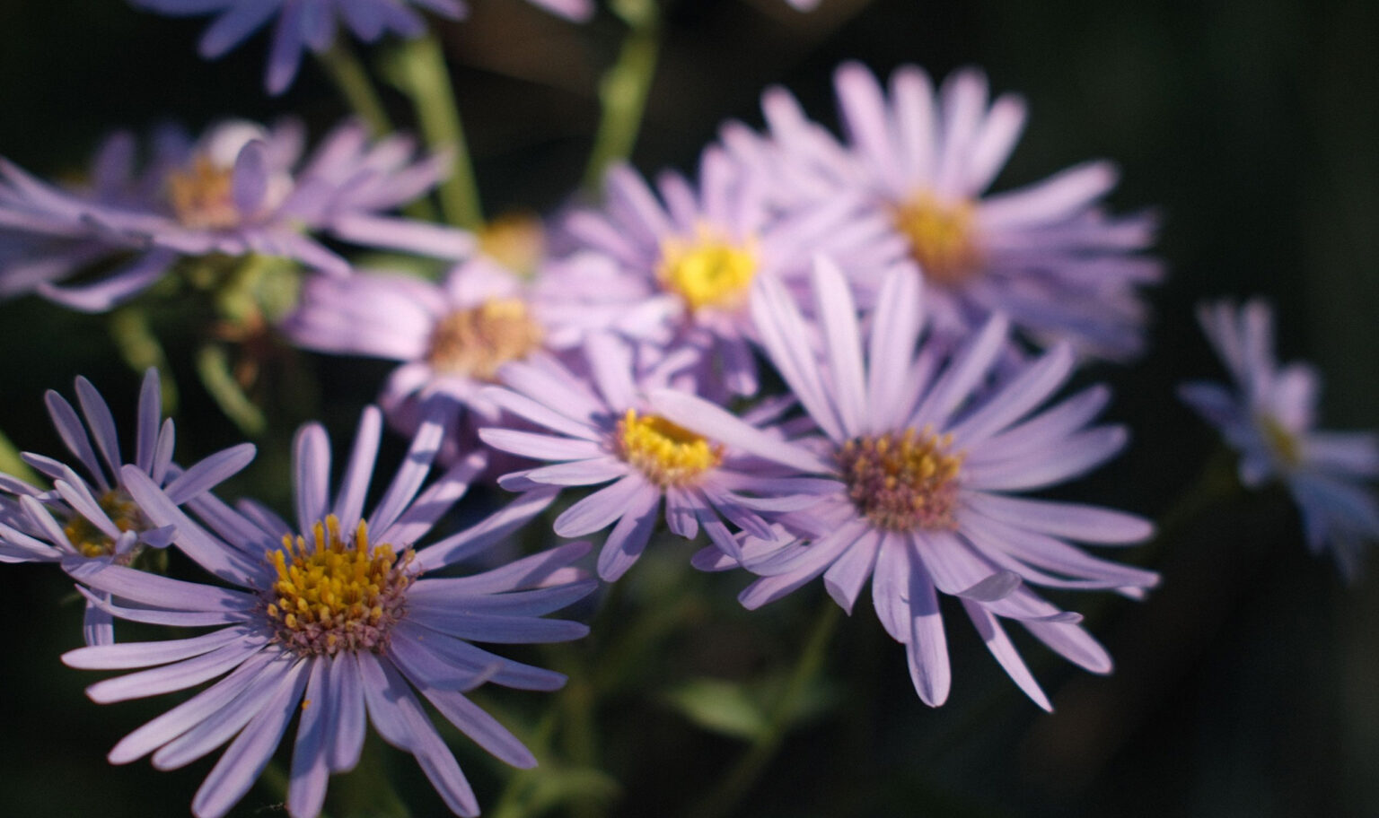 Pale purple Daisies in soft focus