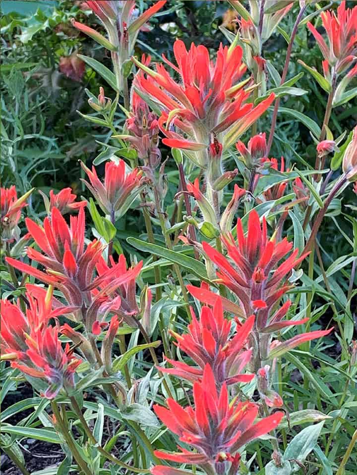 Red Paint Brush in bloom