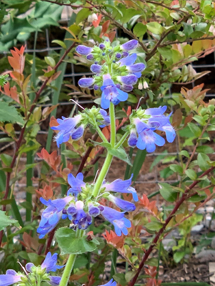blue trumpet-like blooms on stalk