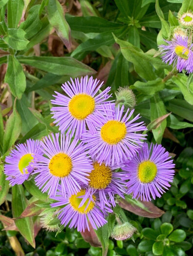 golden centered small flowers with tiny lavender petals