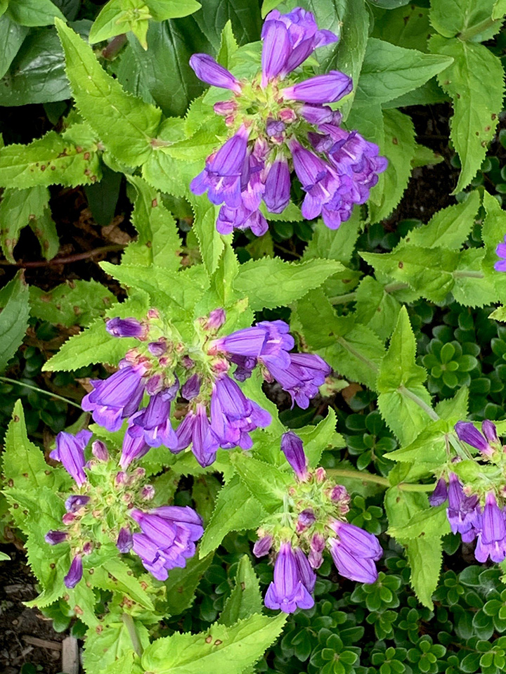 medium purple trumpet blooms on green stalks