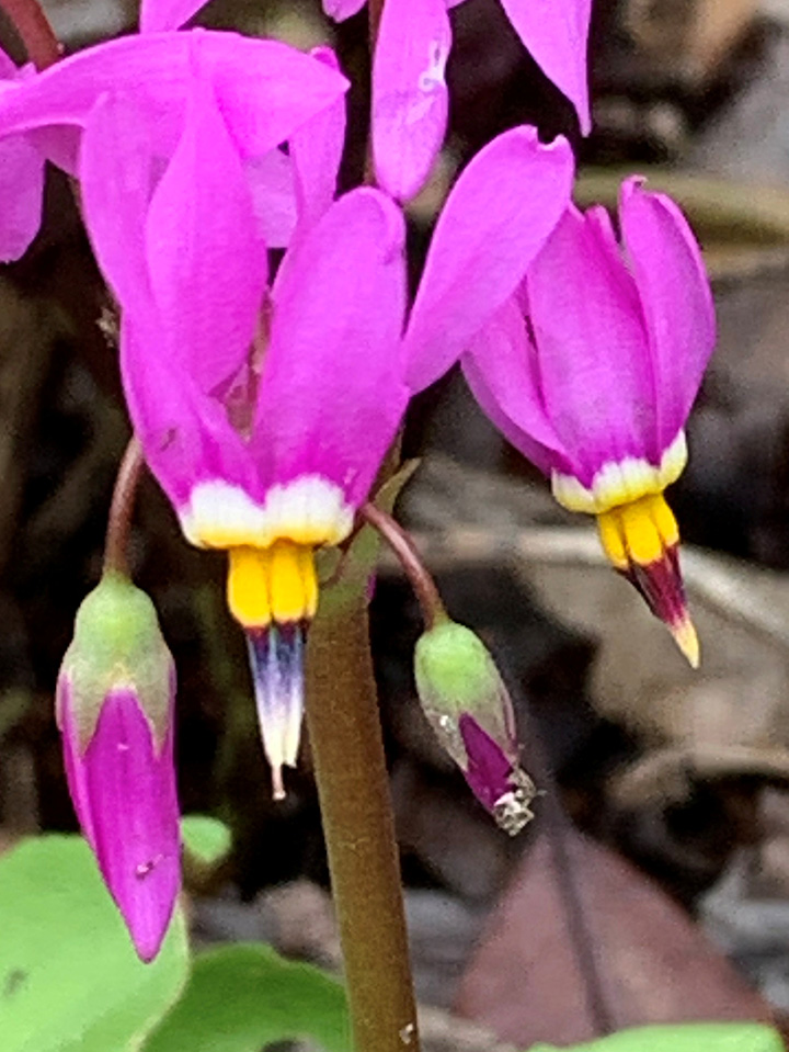 bright fuchsia flower with star-like centers