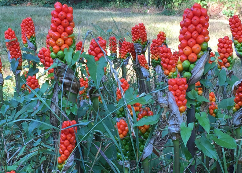 italian arum with bright red berry clumps