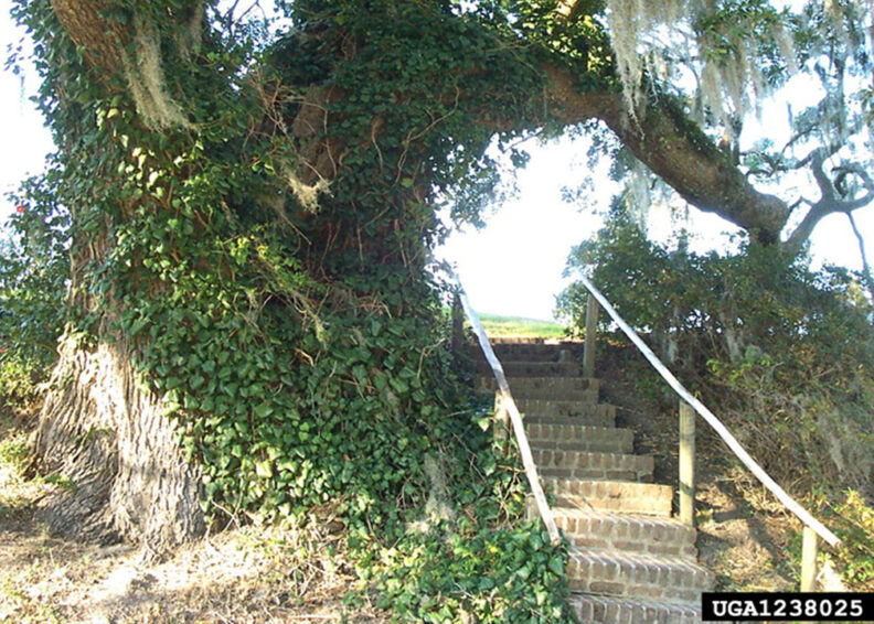 ivy growing up hillside