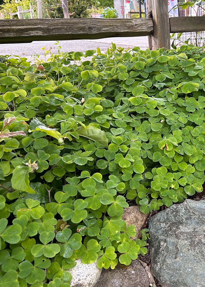 green clover-like ground cover