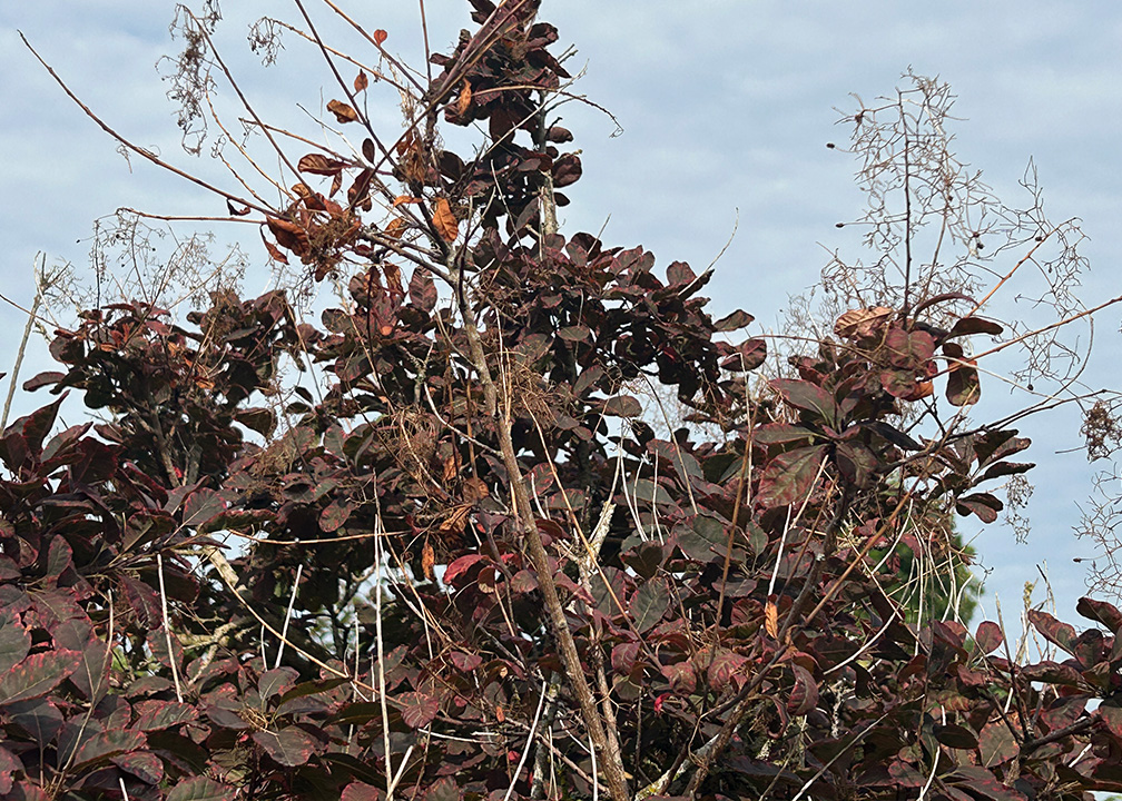 dead tree branches