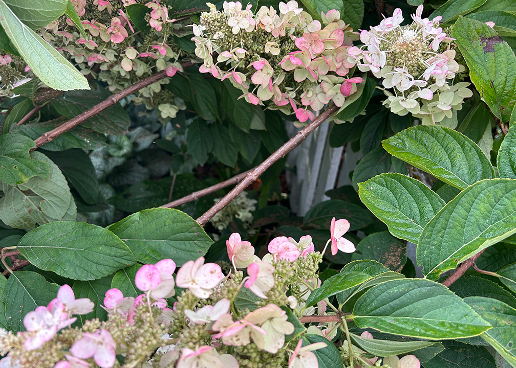 hydrangea branches