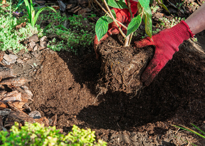 gloved hands planting rootball