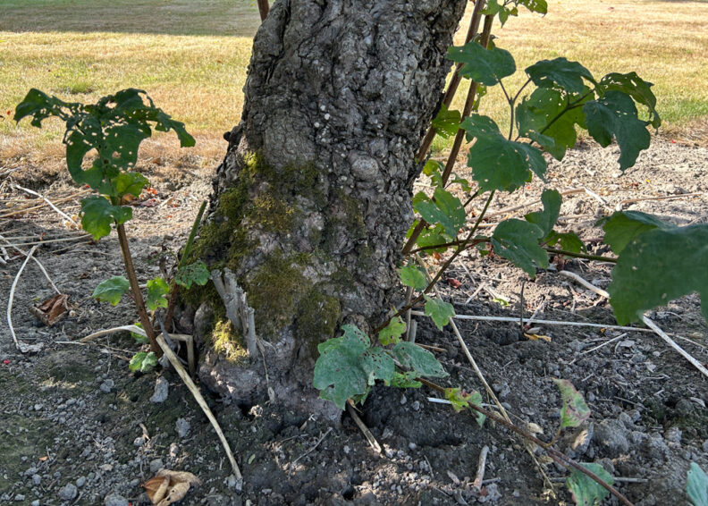 suckers growing out of tree trunk base