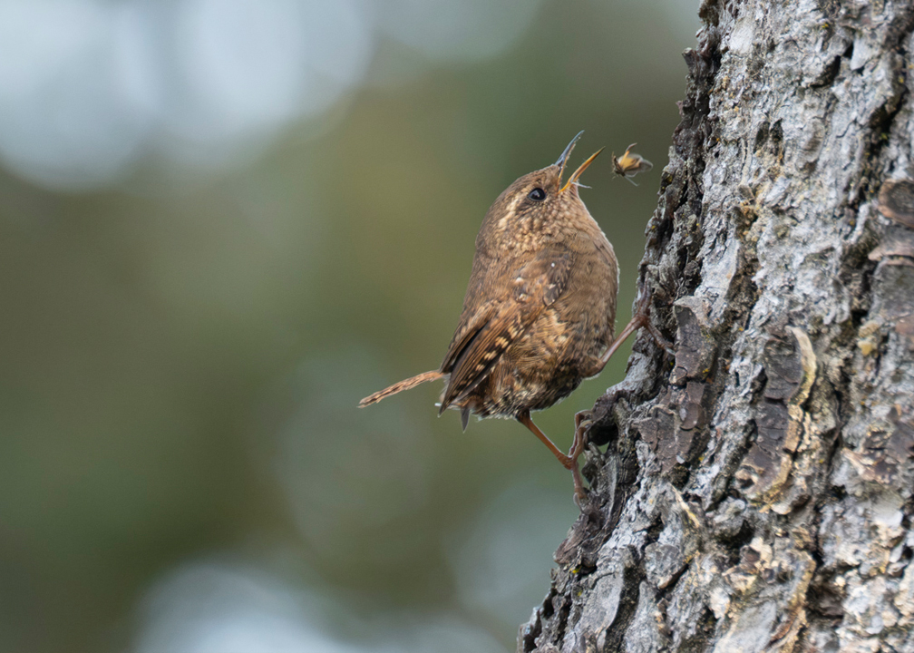 brown bird on tree bark looking at spider