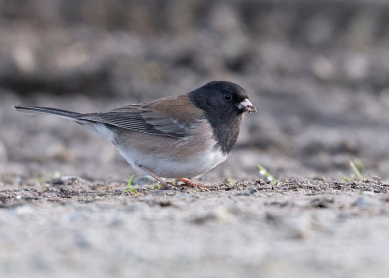 bird with black cape