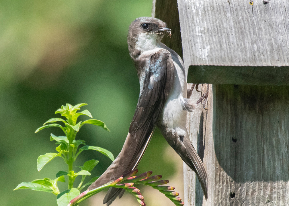 bird by birdhouse