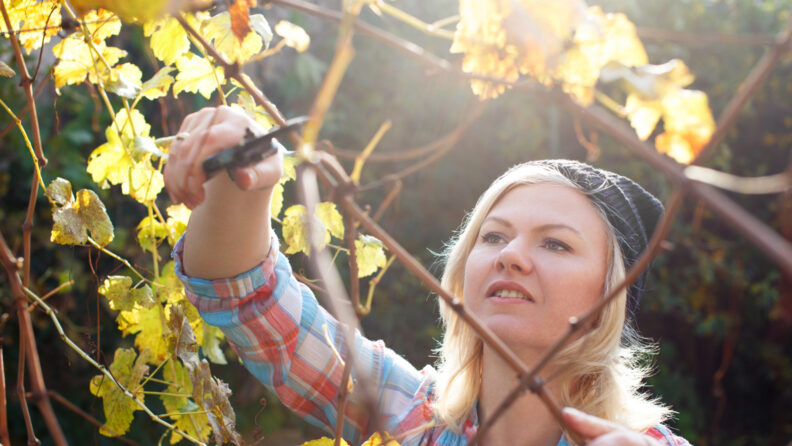 woman pruning in fall