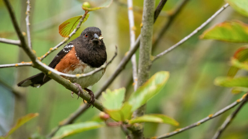 robin on branch