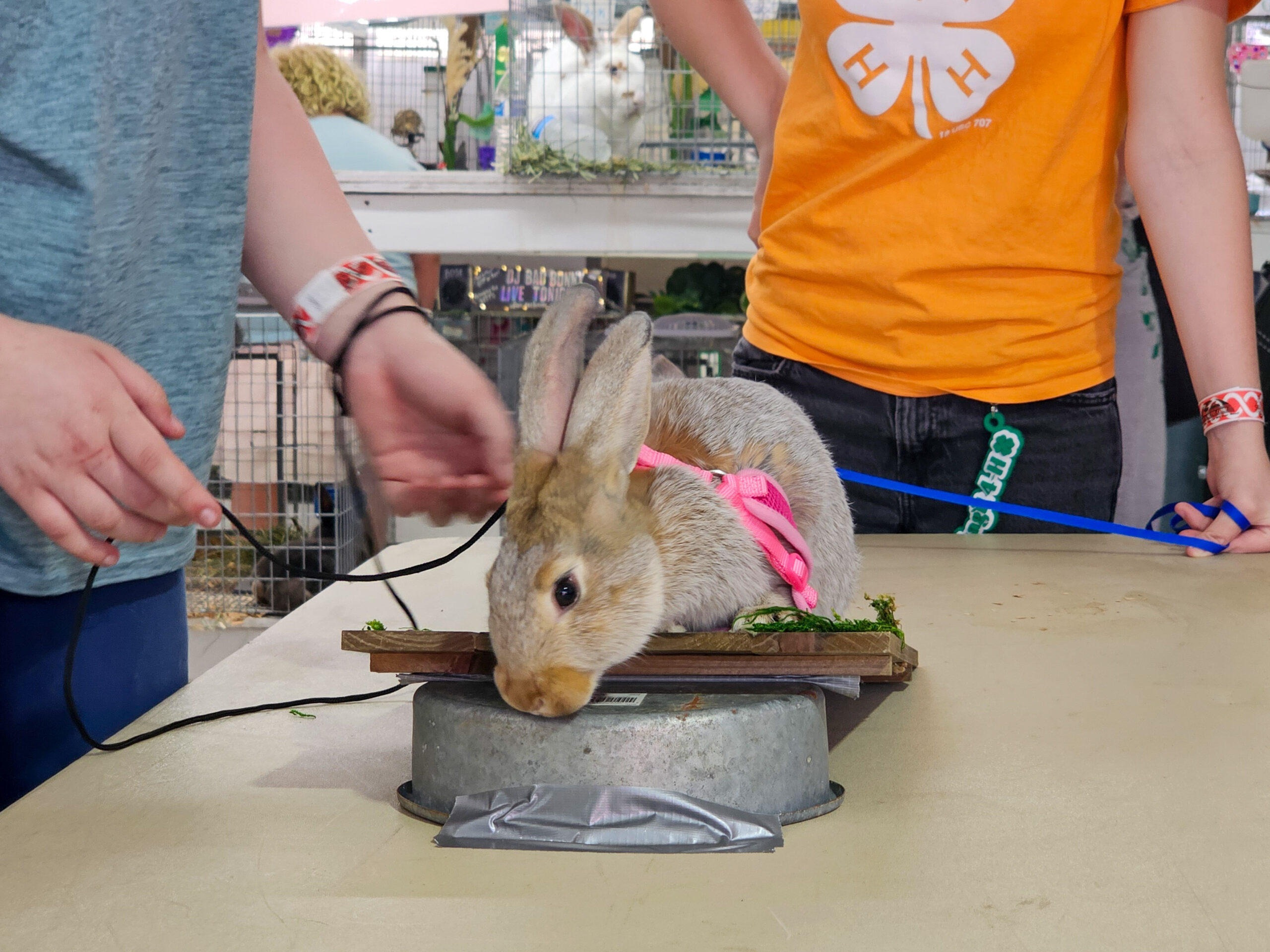 Rabbit on agility course