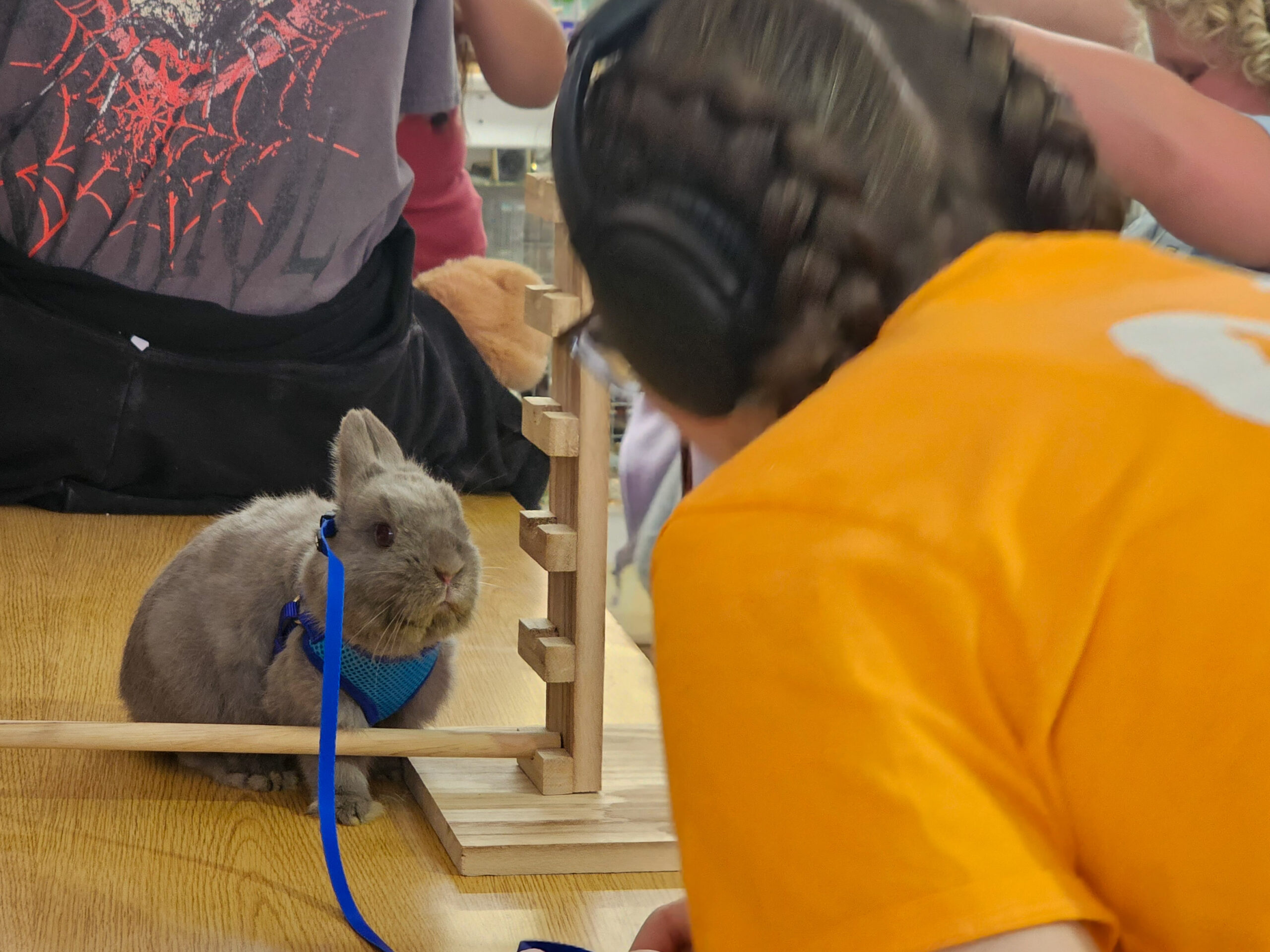 Rabbit on agility course