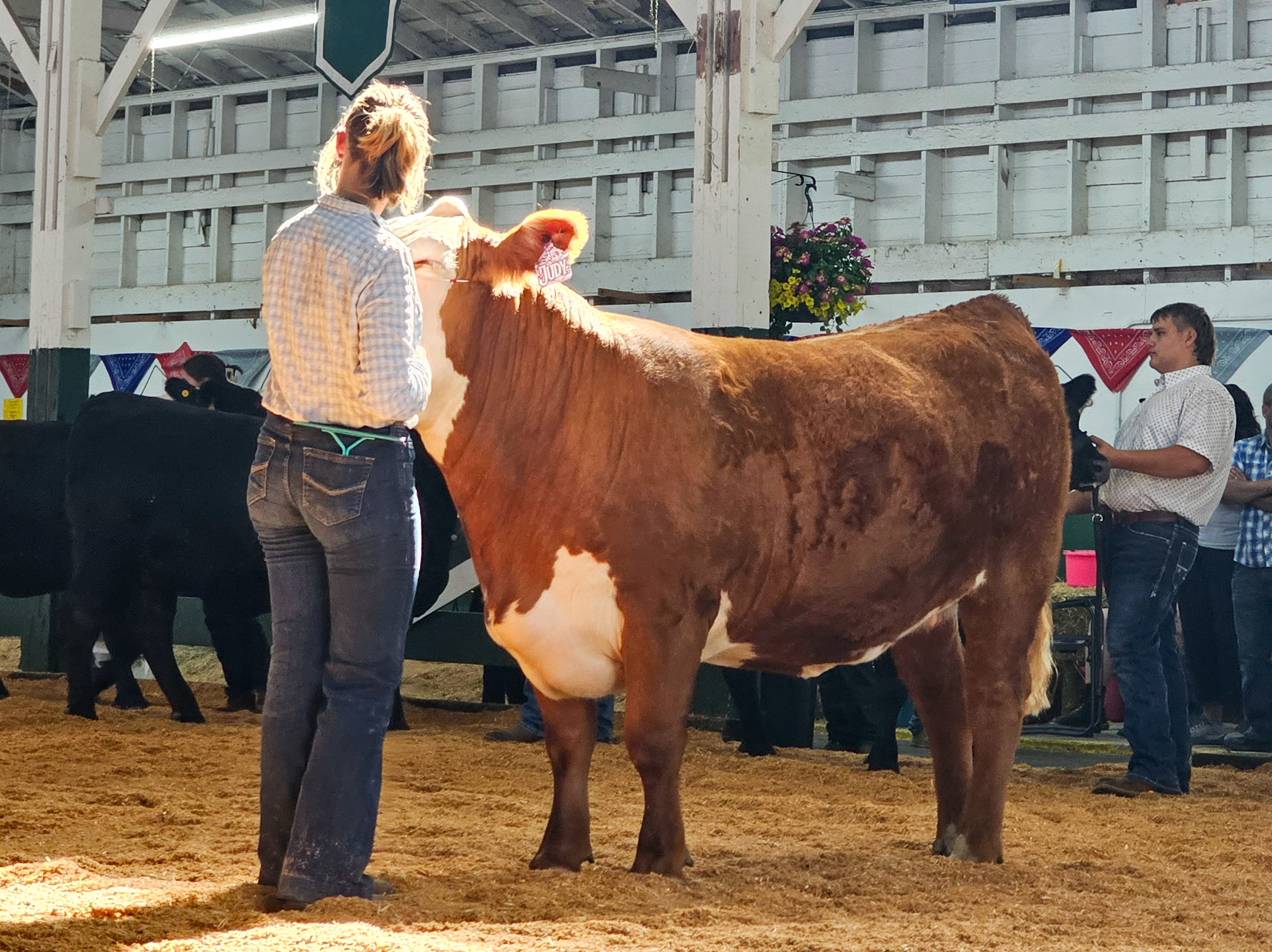 4-h member showing cow