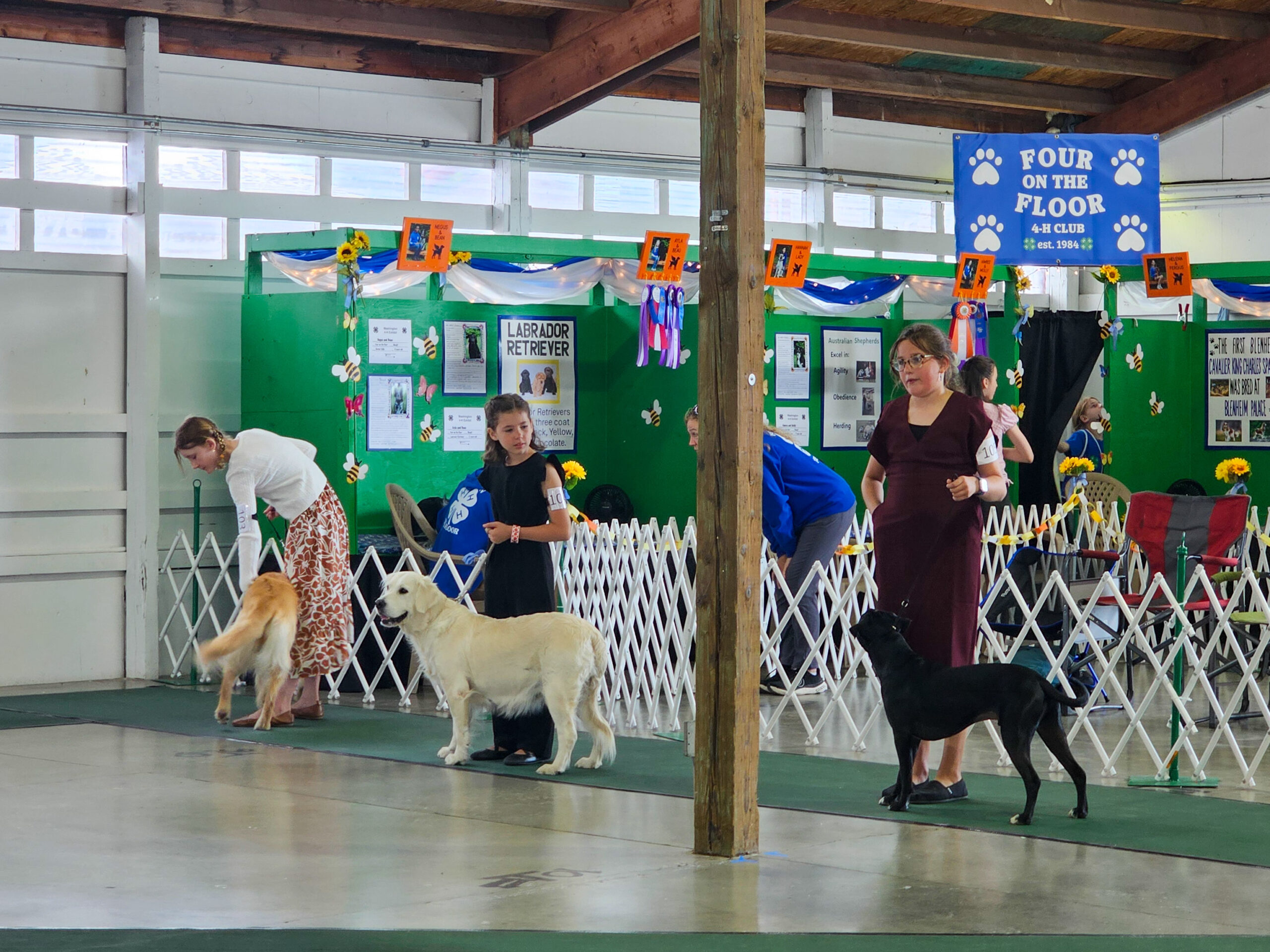4-h dog members showing their dogs