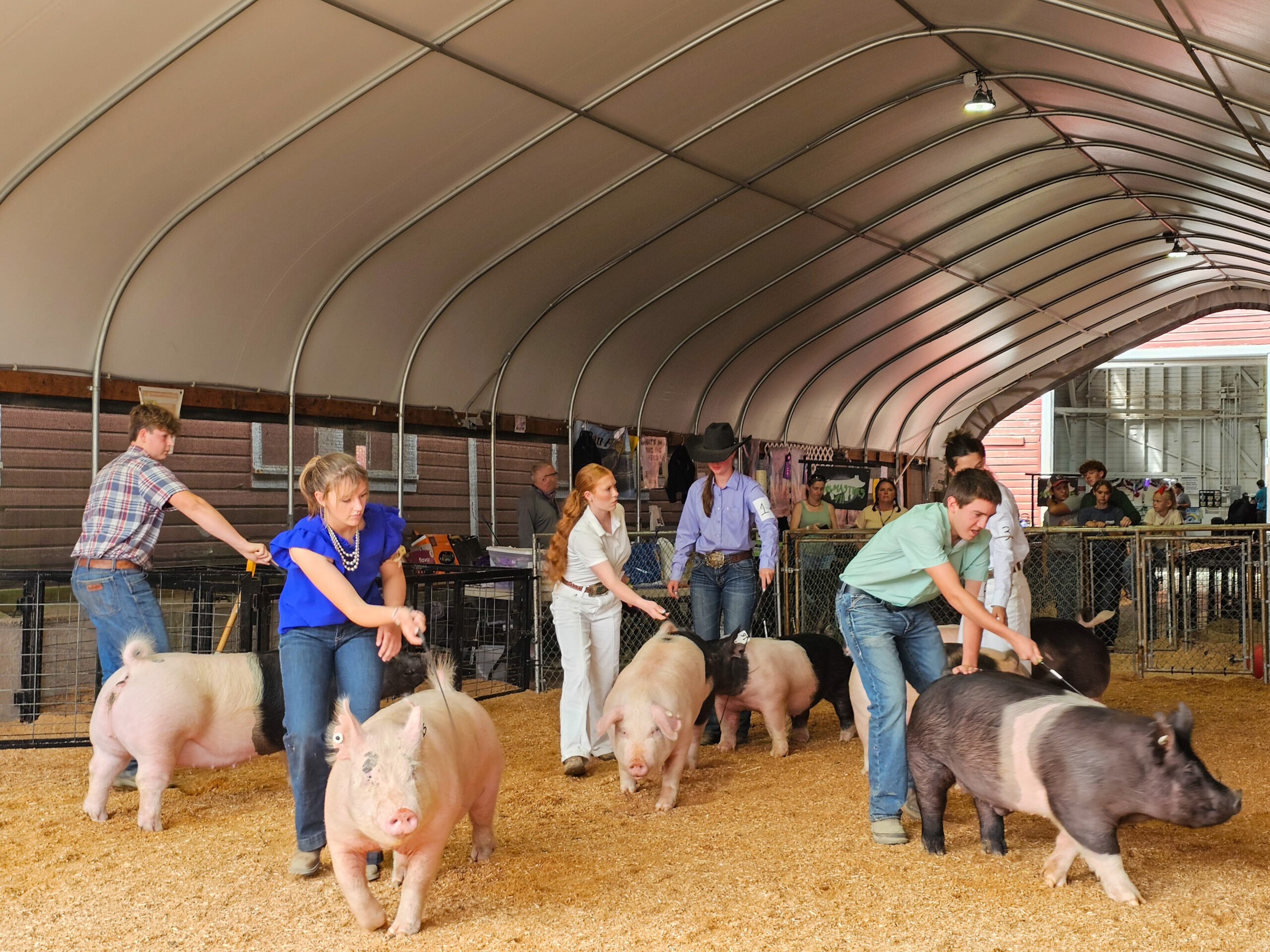 4-H members showing swine at fair