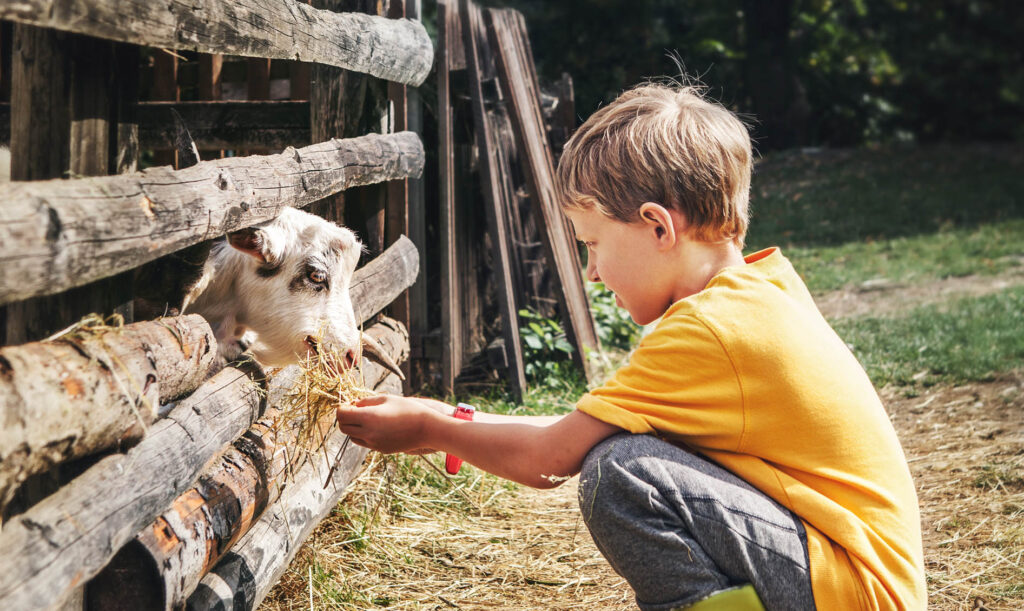 A young boy in a yellow shirt and jeans feeds a grey and white goat through a wood fence.