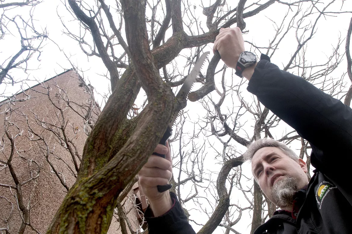 Horticulturist trimming tree branches.