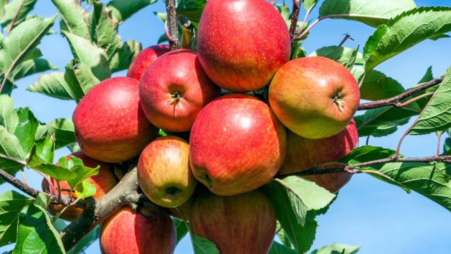 closeup of red apples grouped on a tree branch