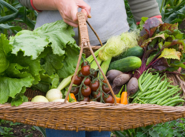 person carrying wicker basket of fresh picked garden vegetables