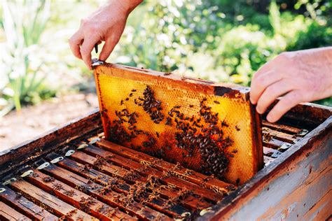 beekeeping box with two hands pulling tray outward