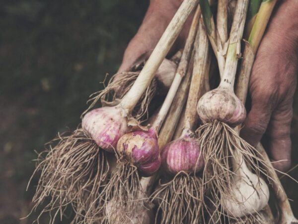 close-up of a person's hands holding freshly picked bulbs of garlic