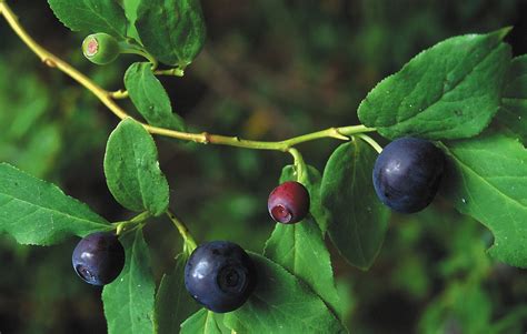 close-up of blueberries with leaves on a branch