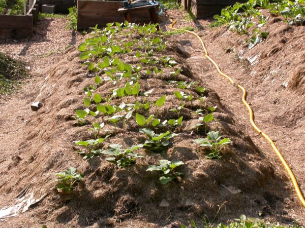 no-till garden example with mounded soil covered in mulch