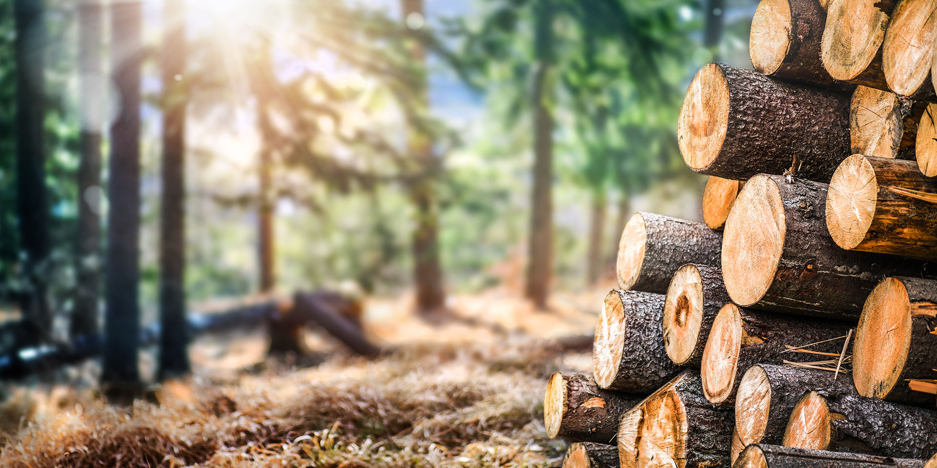Stack of cut logs in forest setting